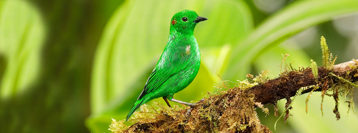 10 Gorgeous Green Birds of the Americas